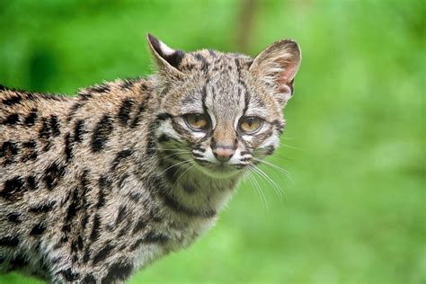 The Margay: A Beautiful Wild Cat of Central & South America - Owlcation