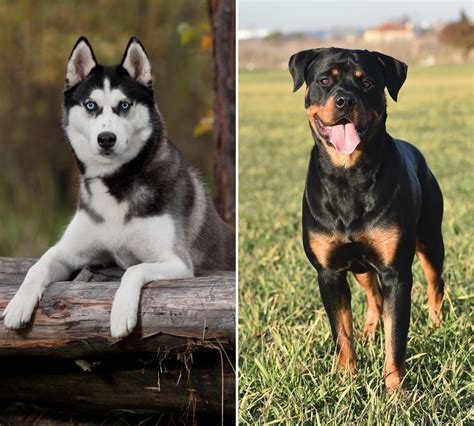 Rottweiler Husky Mix: An Overview of the Rottsky Breed - Woof! It's Zelda