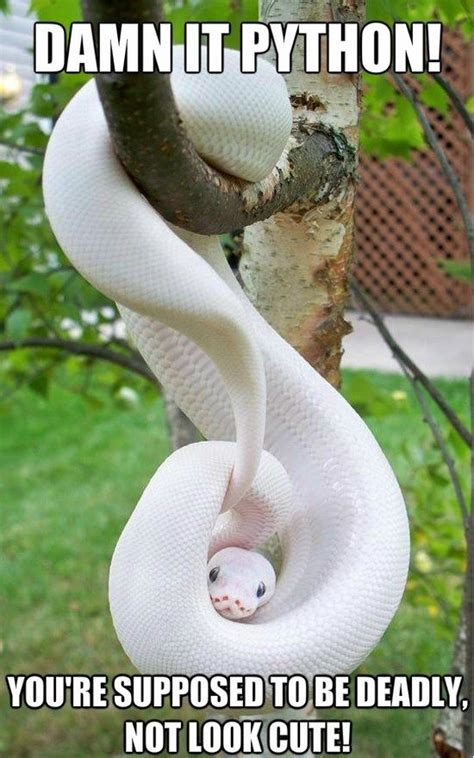 17 Best images about Silly snake memes on Pinterest | Python, Meanwhile in australia and A snake