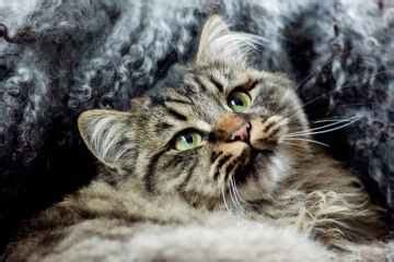 Cats In Norse Mythology: A Guide To Viking Cats