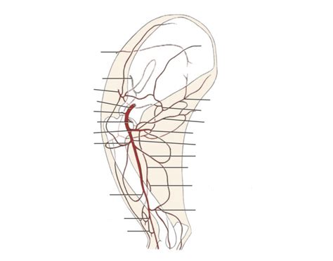 Canine: Proximal Forelimb Arteries Quiz