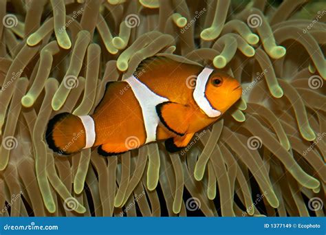 Clown Fish And Anemone Royalty Free Stock Images - Image: 1377149