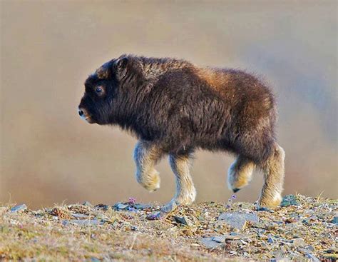 Baby bison on the march : r/aww