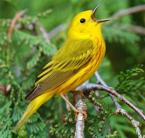 Pretty Birds, Beautiful Birds, Bird Life List, Yellow Animals, World Birds, Backyard Birds, Bird ...