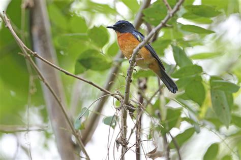 Ten New Birds Discovered On ‘Lost Island Worlds’ In The South Pacific