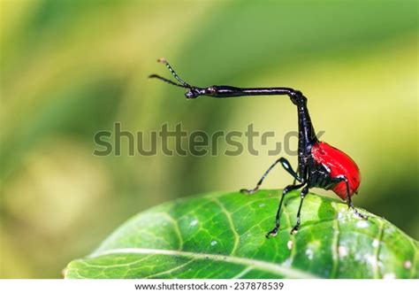 357 Giraffe Weevil Images, Stock Photos, 3D objects, & Vectors | Shutterstock