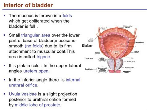 the inside of a human body with labels on it and labeled in red, white and blue