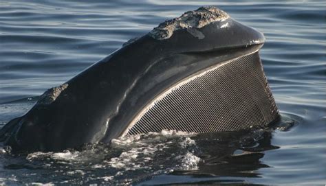 Right Whale Baleen | Smithsonian Ocean