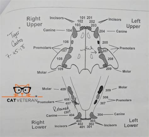 How Many Teeth Do Cats Have? | Cat Veteran