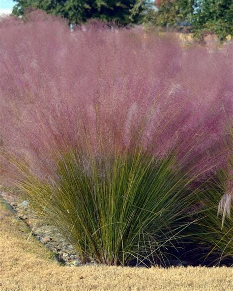 Pink Muhly Grass | PlantVine