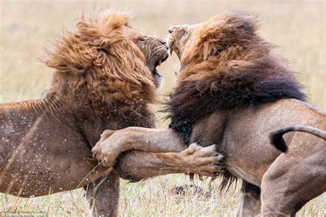 Kenya lions fight for the right to lead their pride in amazing pictures ...