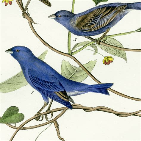 Celebrating Audubon's Lifetime Achievement - Birds of America