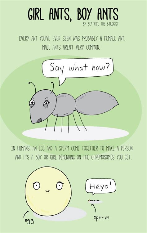 Ant Comics - Beatrice the Biologist