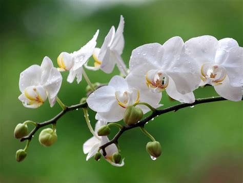 5 Essentials to Growing Orchids Indoors - Plantscapers