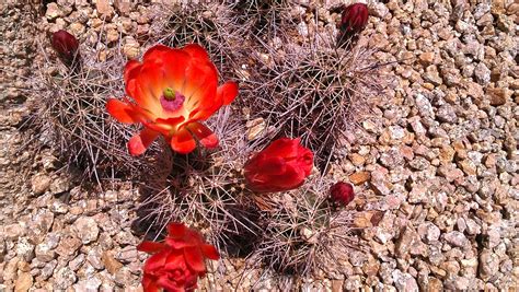 Desert Cactus bloom | Desert cactus, Natural gifts, Bloom