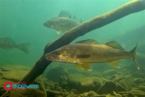 Engbretson Underwater Photography: Where to Find Walleyes-Secret Locations That Are Often Overlooked