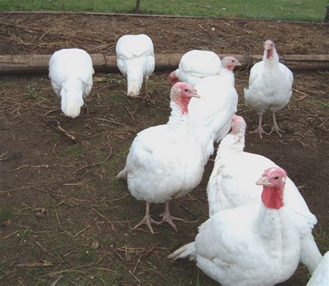 Turkey Breeds | Modern Farming Methods