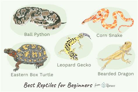 An Overview of Pet Reptiles for Beginners