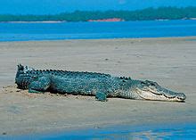 Crocodilia — Wikipédia