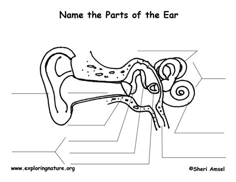 Human Ear Anatomy Worksheet