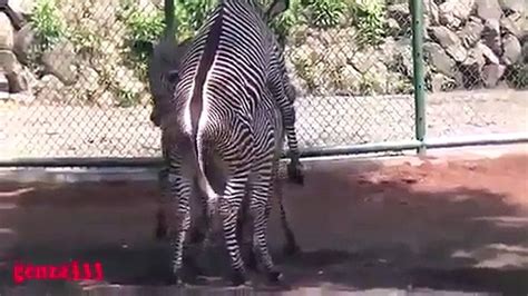 ZEBRA MATING ANIMAL MATING New Video - video Dailymotion