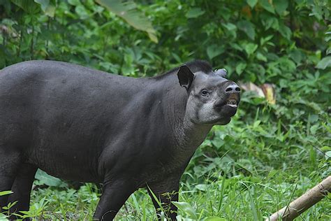 Pin by Nature-MyView on Lowland tapir | Tapir, Animals, Lowland