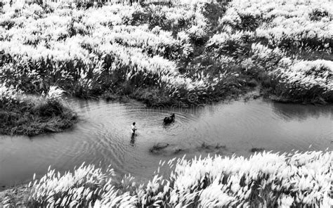 Black and white kans field stock image. Image of kansas - 258473357