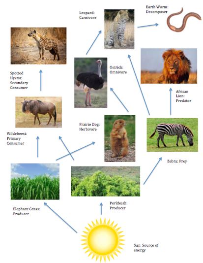 Historic Savanna Grassland Food Web