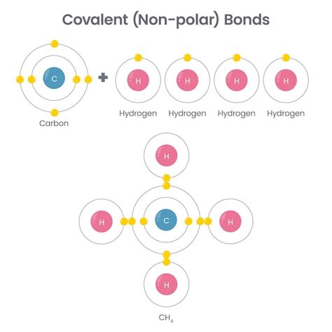 Premium Vector | Covalent bonds chemistry vector illustration infographic