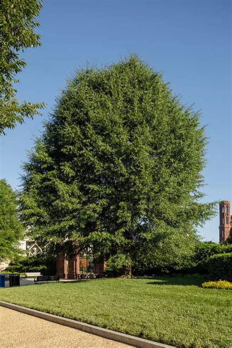 Quercus hemisphaerica - Hardwood - Darlington Oak, Laurel Oak, Laurel ...