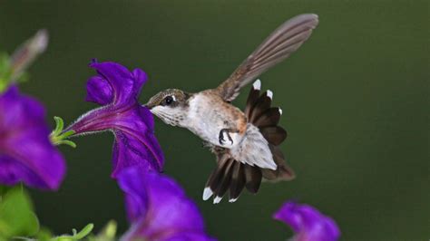 Hummingbird Photo Gallery - Wallpics.Net