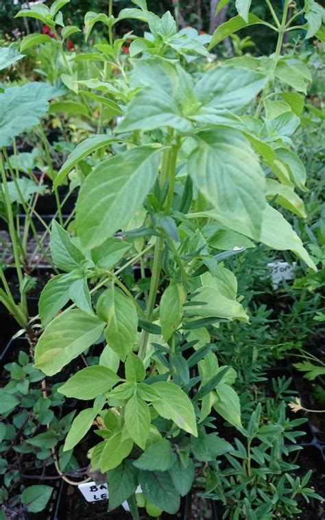 Basil Varieties — Eumundi Roses