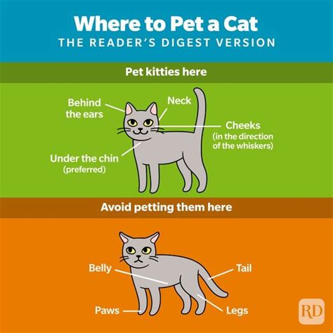 Where Do Cats Like to Be Petted — How to Pet a Cat the Right Way