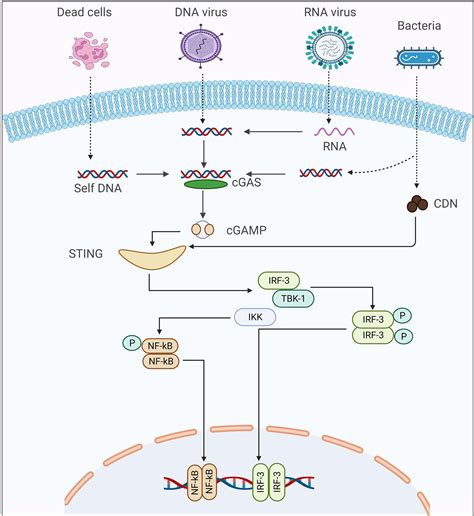 Frontiers | The Emerging Role of STING in Insect Innate Immune ...