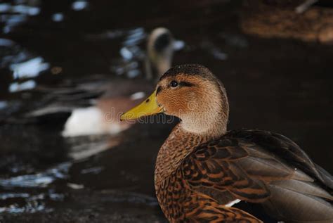 Mexican Duck with a Yellow Beak Stock Image - Image of nature, swan: 256626235