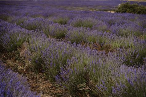 Bushes of lavender in nature · Free Stock Photo