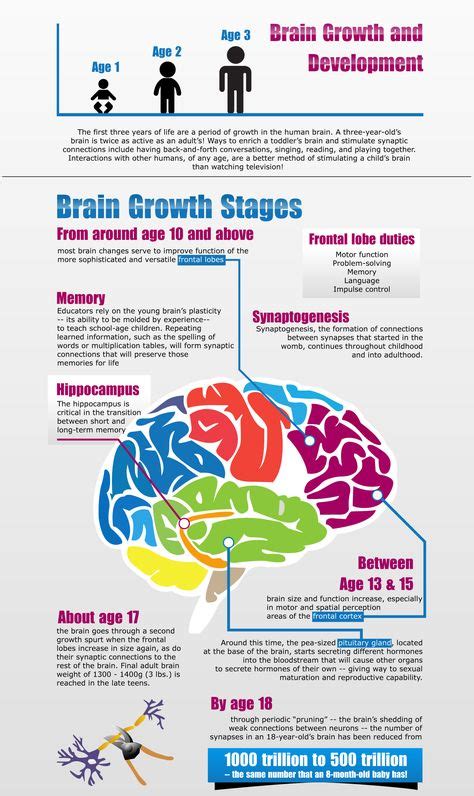 The human brain reaches 95% of its maximum size by age 6. Brain development continues on ...