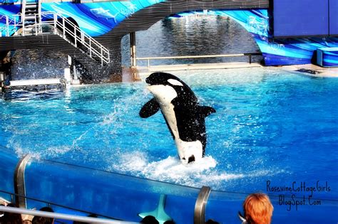 One Ocean Sea World Show