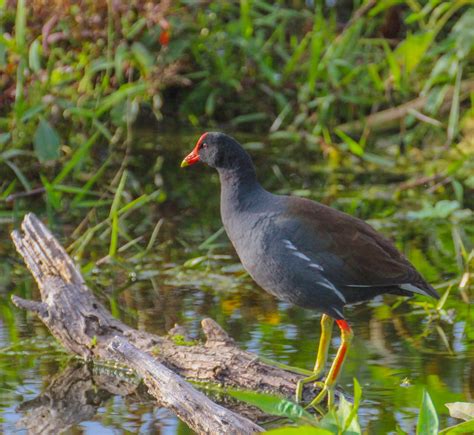 Cannundrums: Common Gallinule