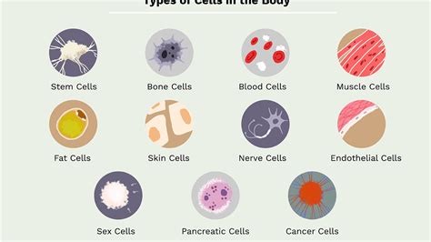 What Are 3 Types Of Animal Cells - slideshare