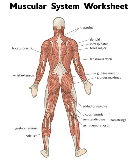 Muscular System Diagram Worksheet