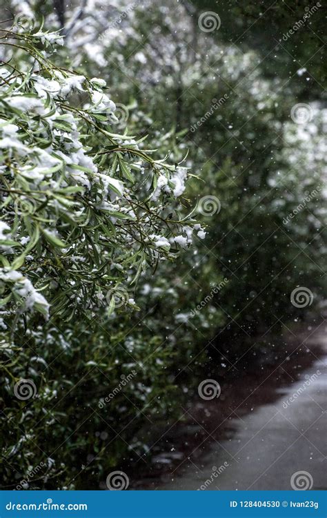 Snow falling on trees stock photo. Image of hoarfrost - 128404530