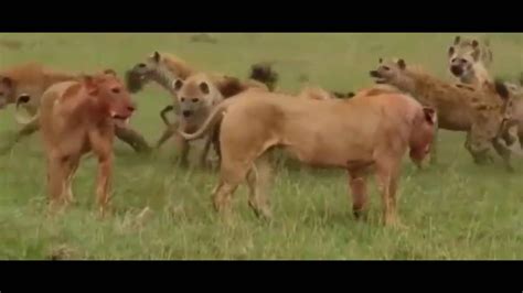 Best big cats hunting video ever - YouTube