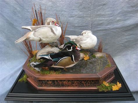 Pin on duck taxidermy