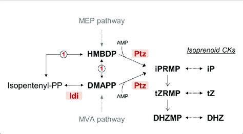 | Simplified predicted pathway for the biosynthesis of cytokinins by... | Download Scientific ...