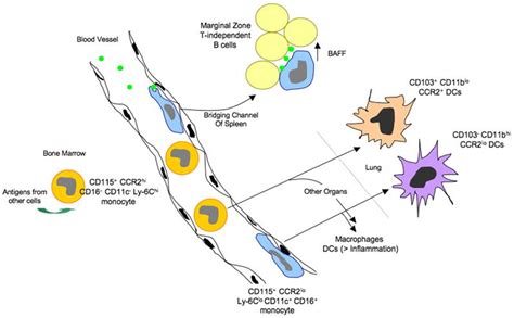 Monocytes function, causes of high and low monocytes