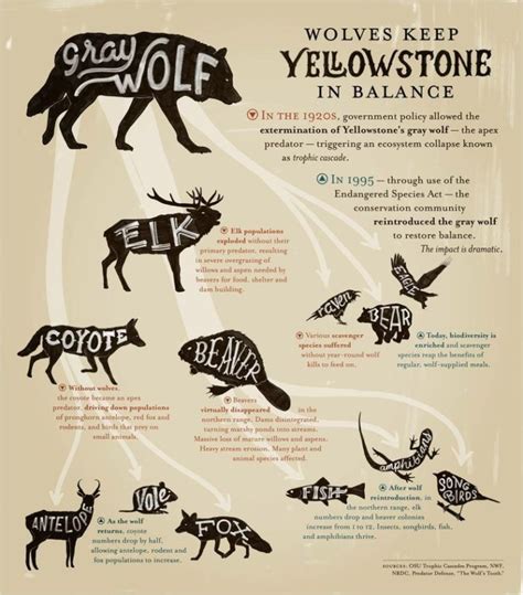 23 Examples of Keystone Species Living on our Planet