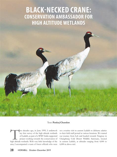 (PDF) Black-necked Crane: Conservation Ambassador for High Altitude ...