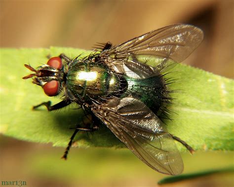 Tachinid Fly - Gymnocheta sp. - North American Insects & Spiders