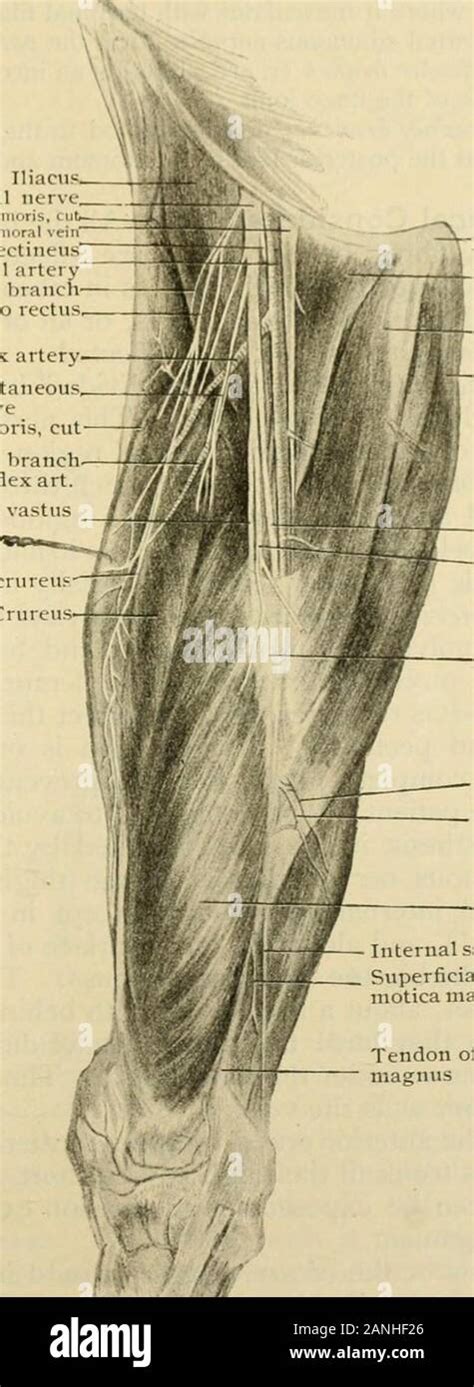 Posterior division of femoral nerve hi-res stock photography and images - Alamy